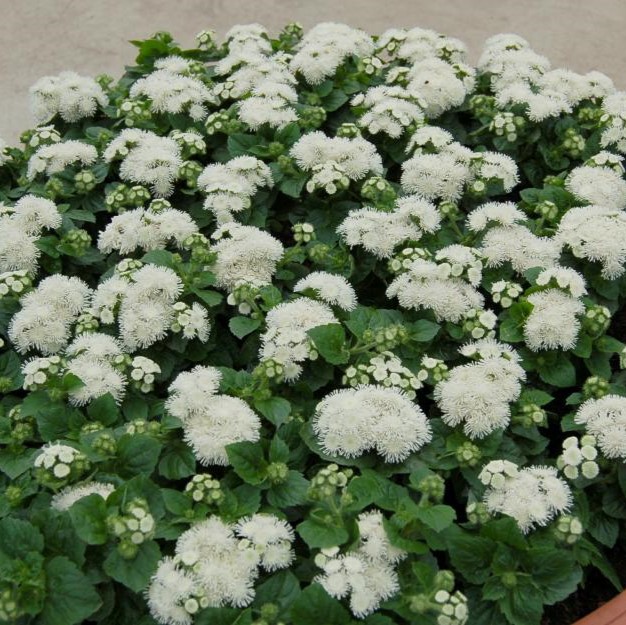 005001-ageratum-aloha_white