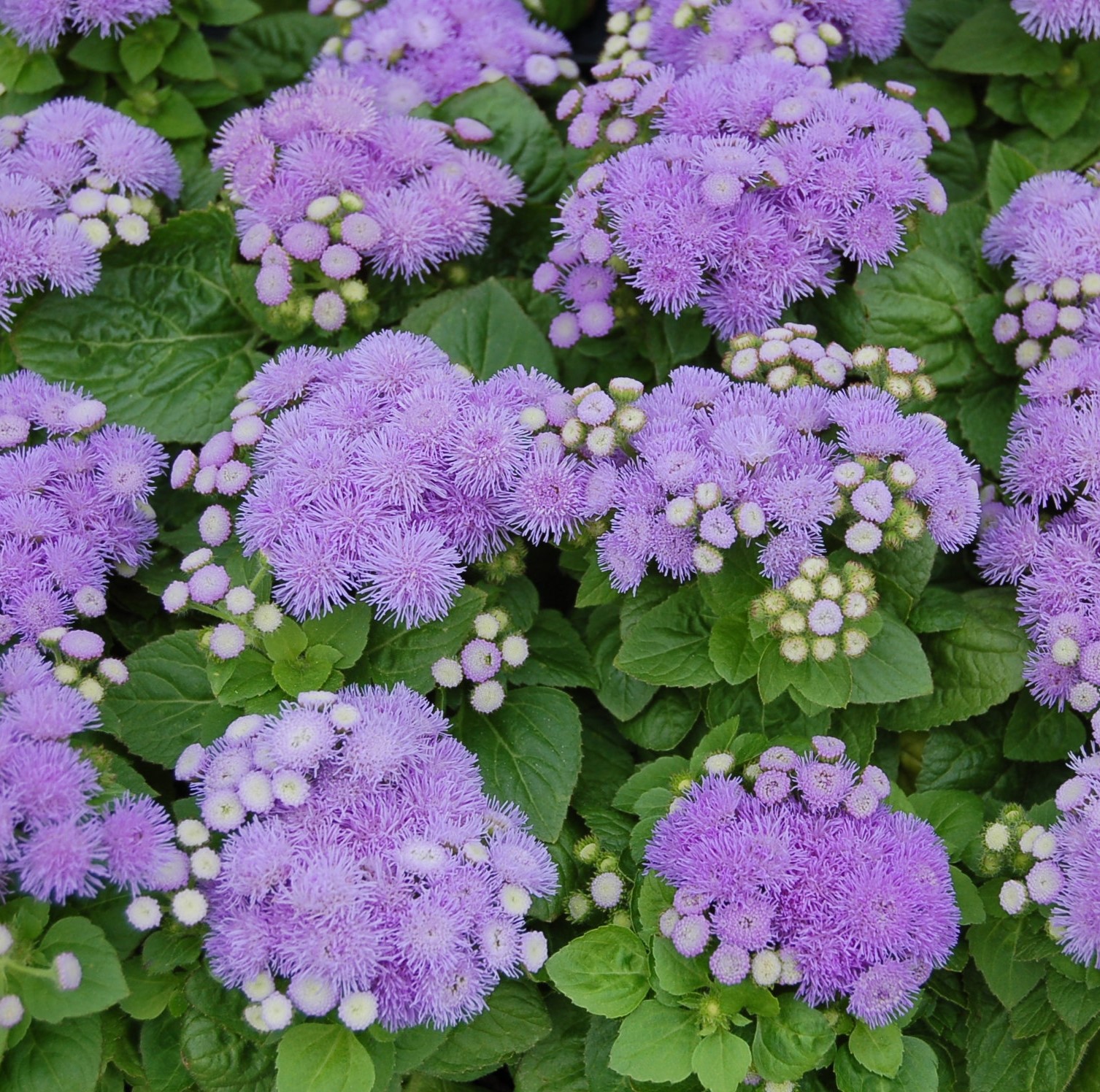 005101-ageratum_aloha_blue_005101