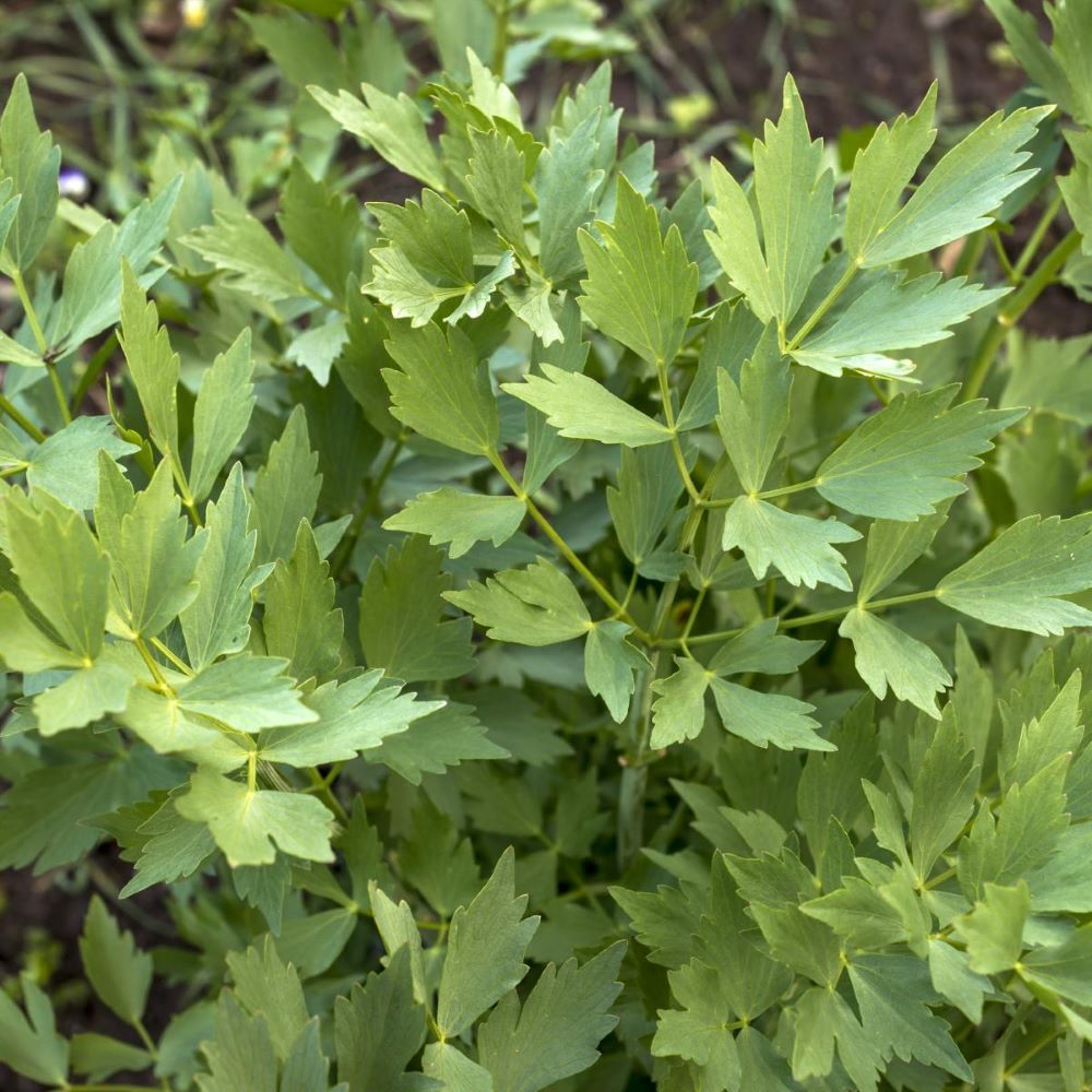 021035-1 levisticum lovage