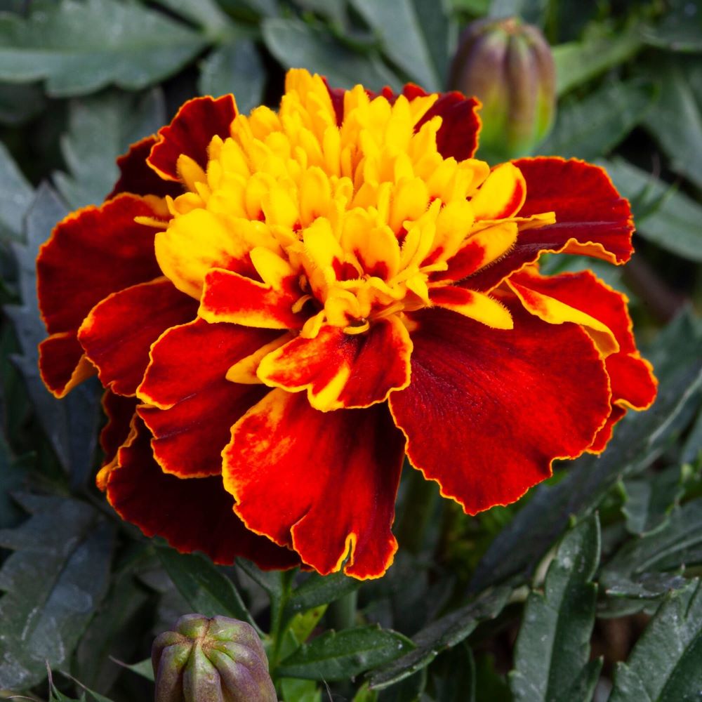 021141-ΚΑΤΗΦΕΣ ΔΙΧΡΩΜΟΣ ΝΑΝΟΣ