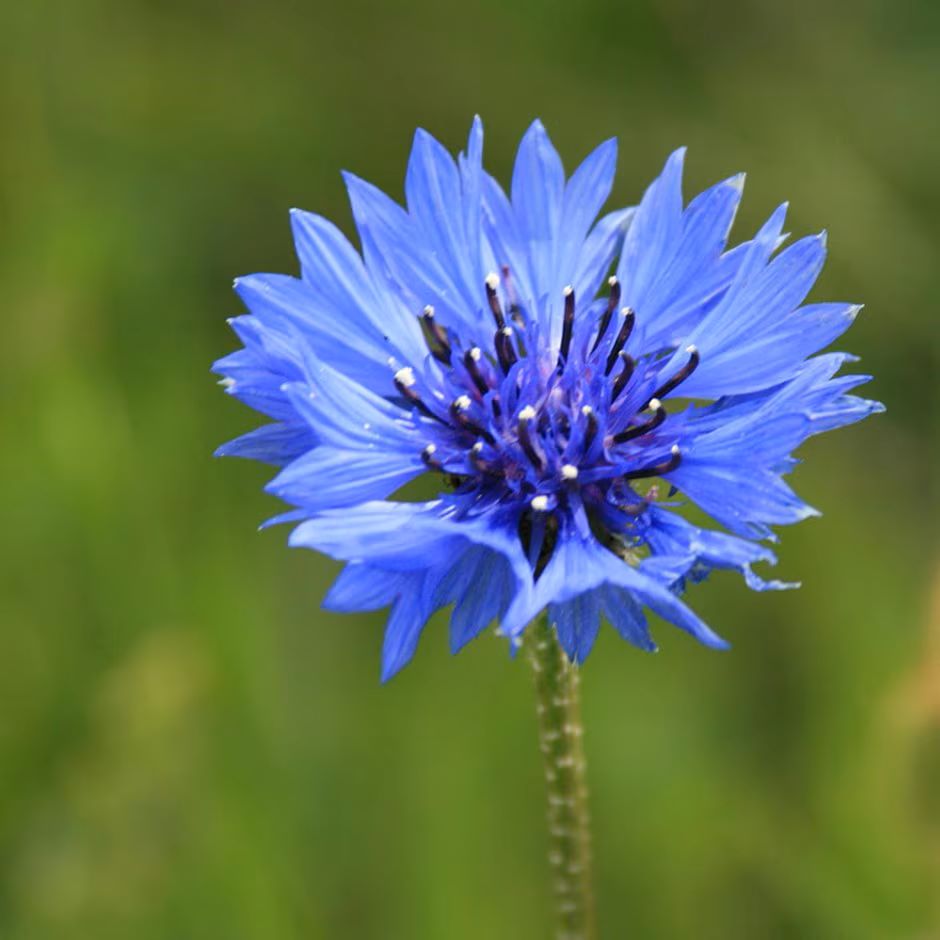 022300-centaurea cyanus victoria
