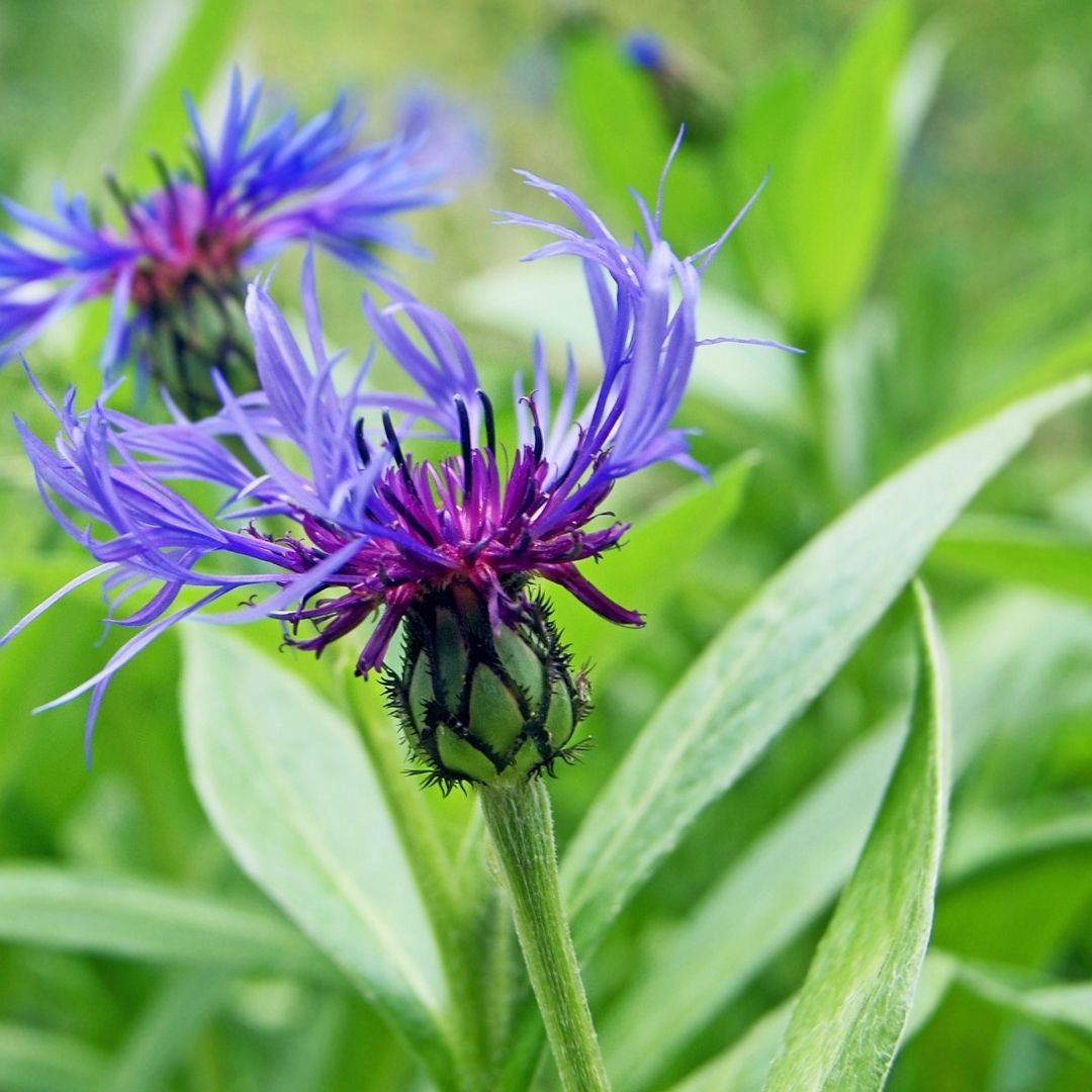022920-Centaurea-montana