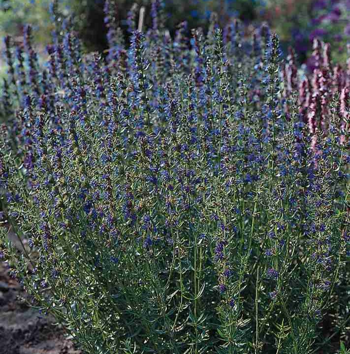 040650-hyssopus_officinalis