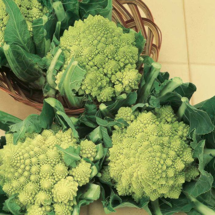 ΚΟΥΝΟΥΠΙΔΙ ROMANESCO ΦΡΑΚΤΑΛ ΥΒΡΙΔΙΟ