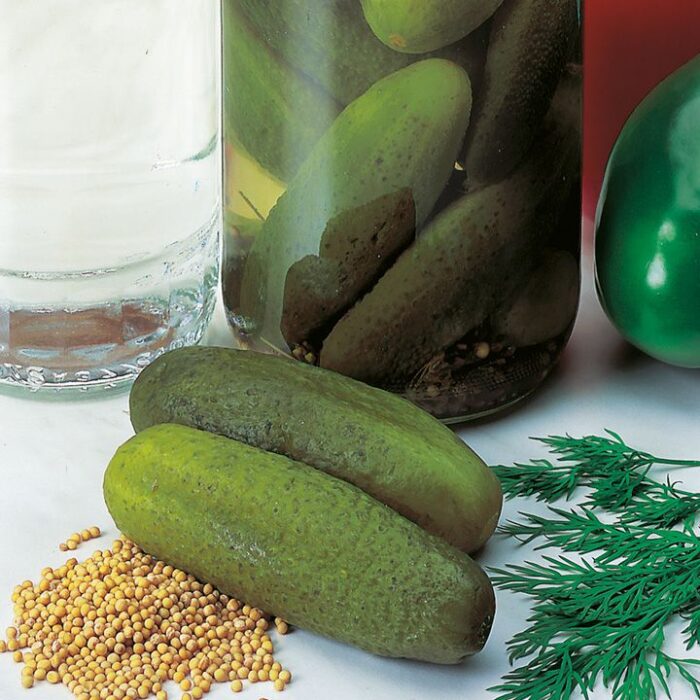 ΑΓΓΟΥΡΑΚΙ ΤΟΥΡΣΙ VENLO PICKLING