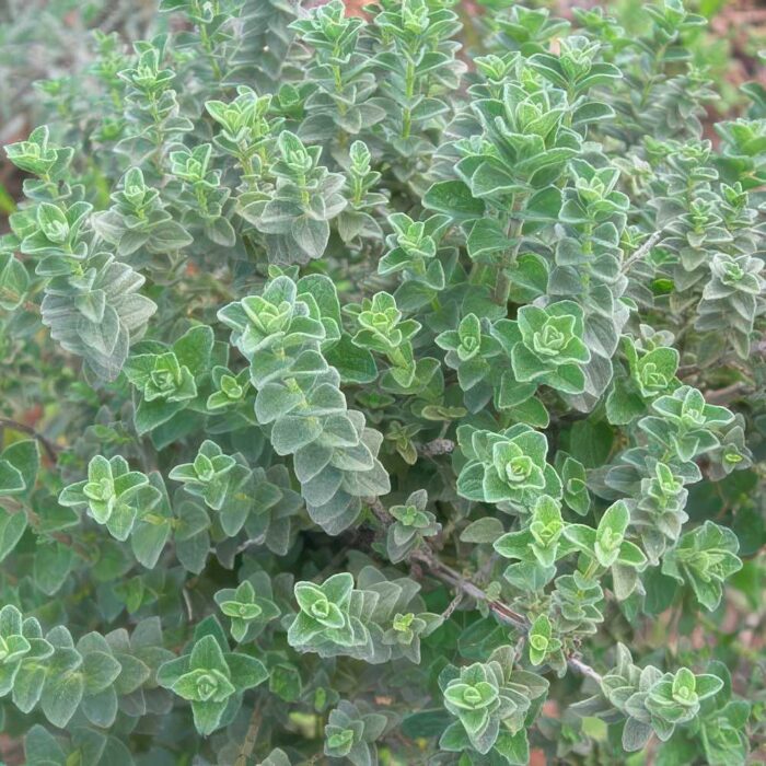 ΡΙΓΑΝΗ ΕΛΛΗΝΙΚΗ ORIGANUM HIRTUM