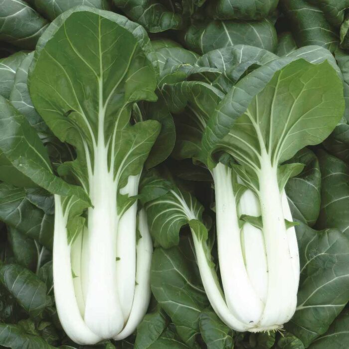 ΑΣΙΑΤΙΚΟ PAK CHOI ΛΕΥΚΟ ΣΤΕΛΕΧΟΣ