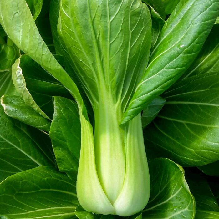 ΑΣΙΑΤΙΚΟ PAK CHOI ΠΡΑΣΙΝΟ ΣΤΕΛΕΧΟΣ