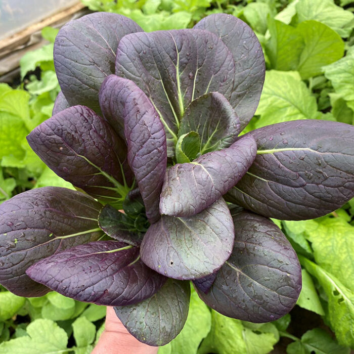 ΑΣΙΑΤΙΚΟ PAK CHOI ΜΕΙΓΜΑ ΛΕΥΚΟ ΚΑΙ ΚΟΚΚΙΝΟ