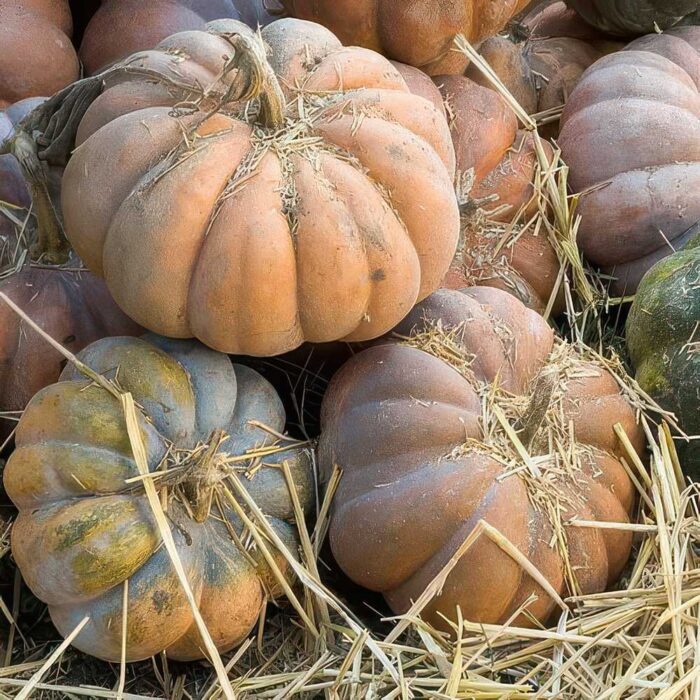 ΚΟΛΟΚΥΘΑ MUSQUEE DE PROVENCE