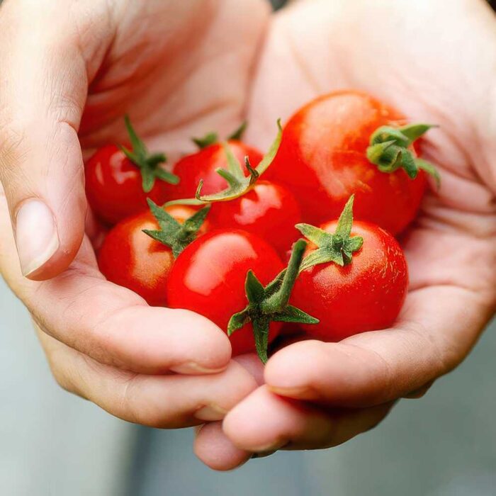 ΤΟΜΑΤΑ ΤΣΕΡΥ ΕΥΡΩΠΑΪΚΗ ΠΟΙΚΙΛΙΑ GARDENER'S DELIGHT