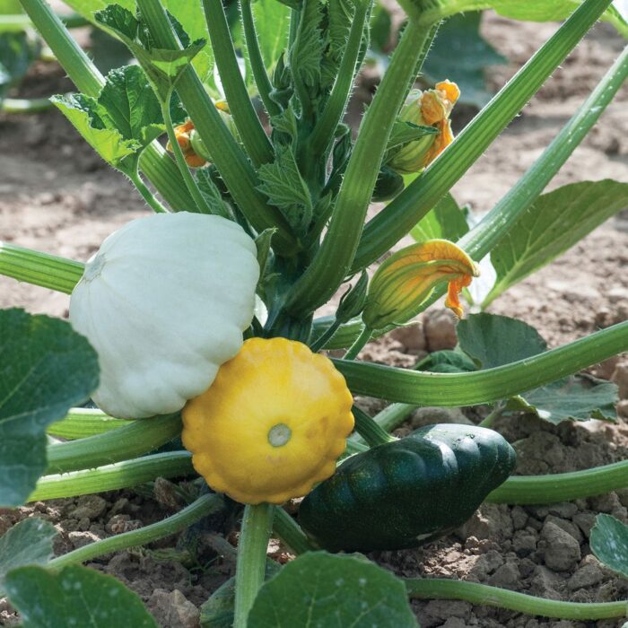 ΚΟΛΟΚΥΘΑΚΙ ΚΙΤΡΙΝΟ ΤΑΨΙ PATTY PAN