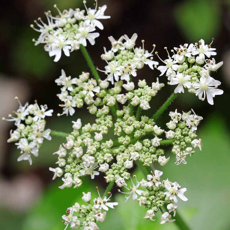 87406-1-Caraway-Seed-Head