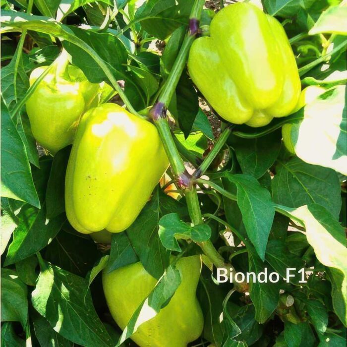 ΠΙΠΕΡΙΑ ΓΕΜΙΣΤΗ BIONDO F1