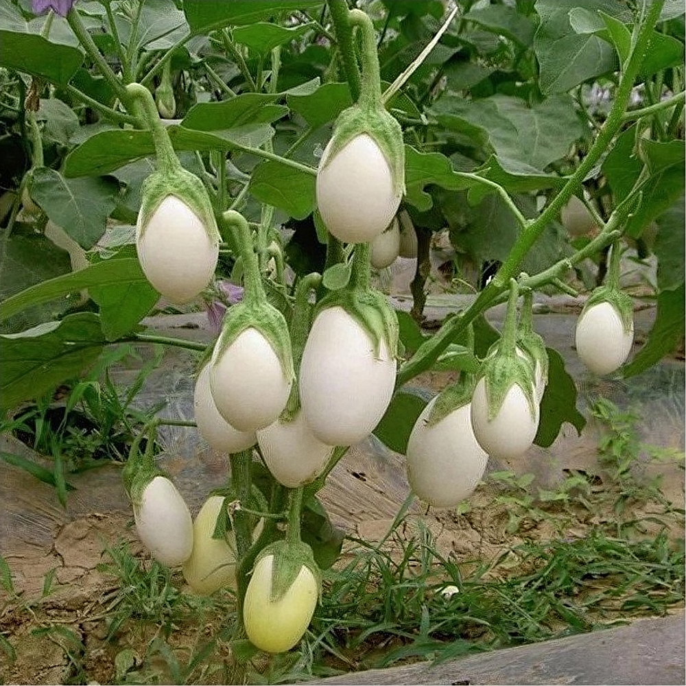 318904-2 eggplant white egg-Resize