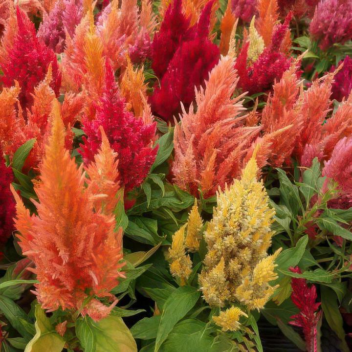 333104-1-celosia-plumosa-720w