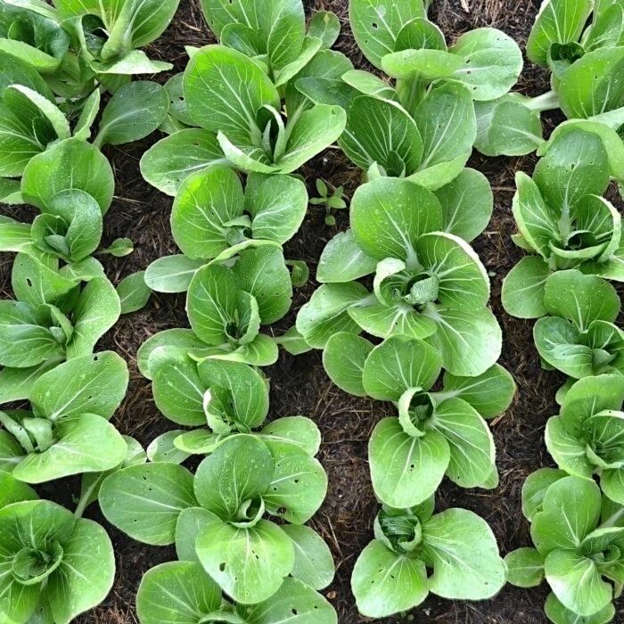 ΑΣΙΑΤΙΚΟ PAK CHOI BABY LEAF SHANGHAI