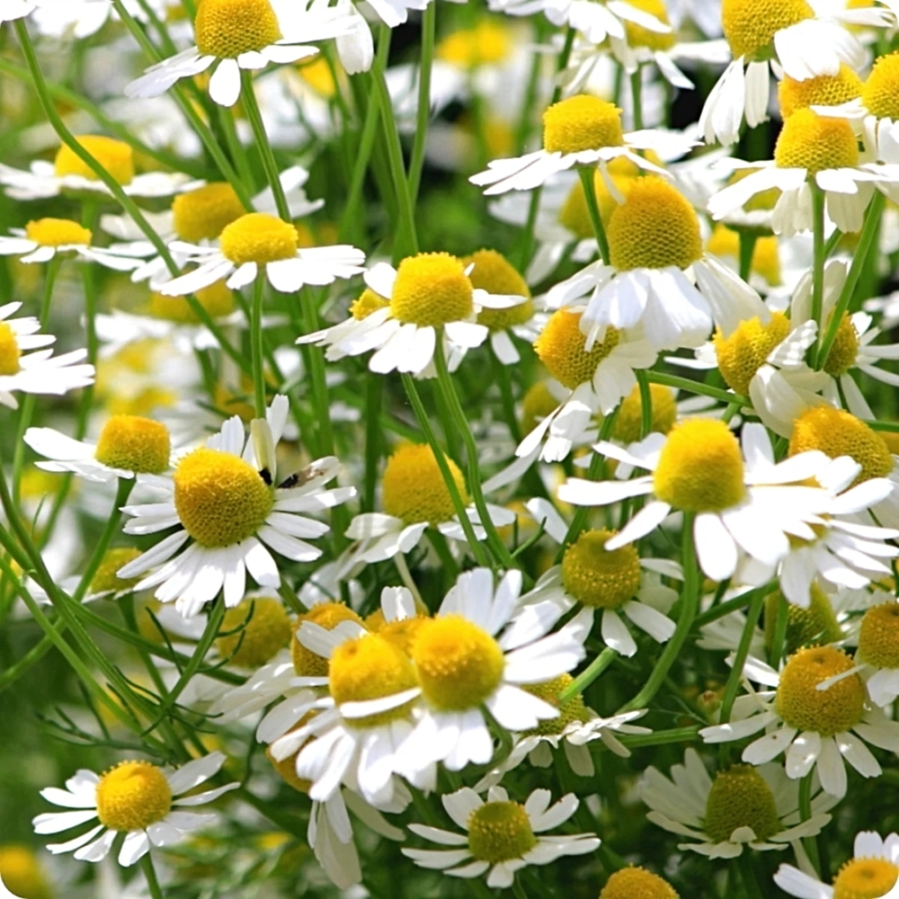 421601-1 chamomile-Resize