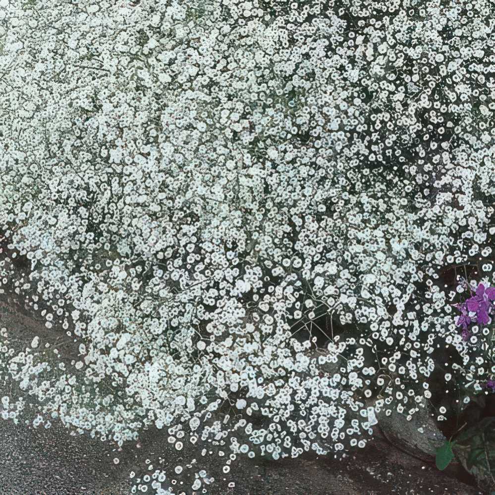 425902-1-gypsophila