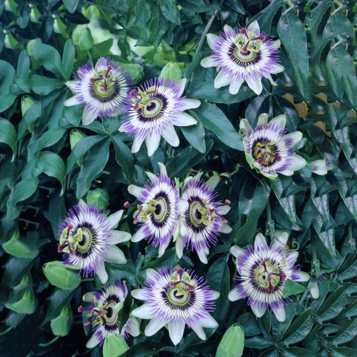 ΡΟΛΟΓΙΑ PASSIFLORA