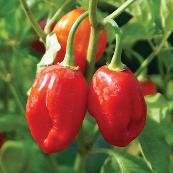 ΠΙΠΕΡΙΑ ΚΑΥΤΕΡΗ HABANERO RED