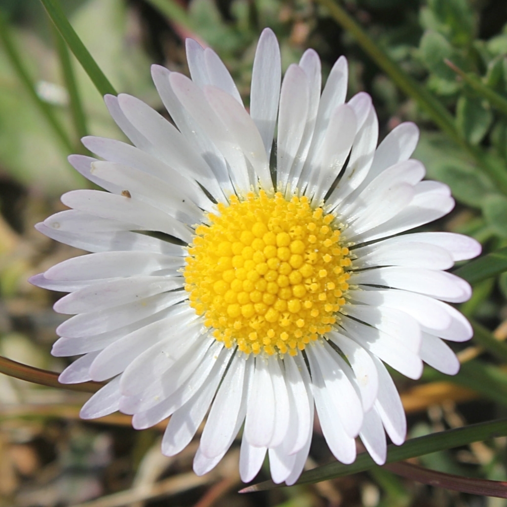 6926-1 Bellis-perennis-Resize