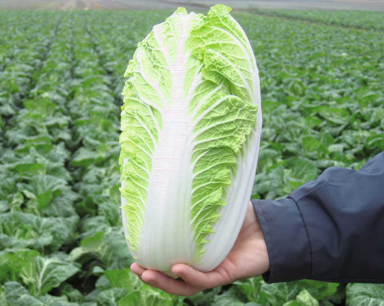 GZ_006649_Chinese_Cabbage_Emiko