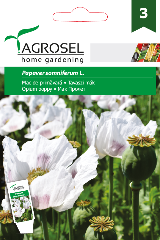 ΠΑΠΑΡΟΥΝΑ ΛΕΥΚΗ ΥΠΝΟΦΟΡΟΣ