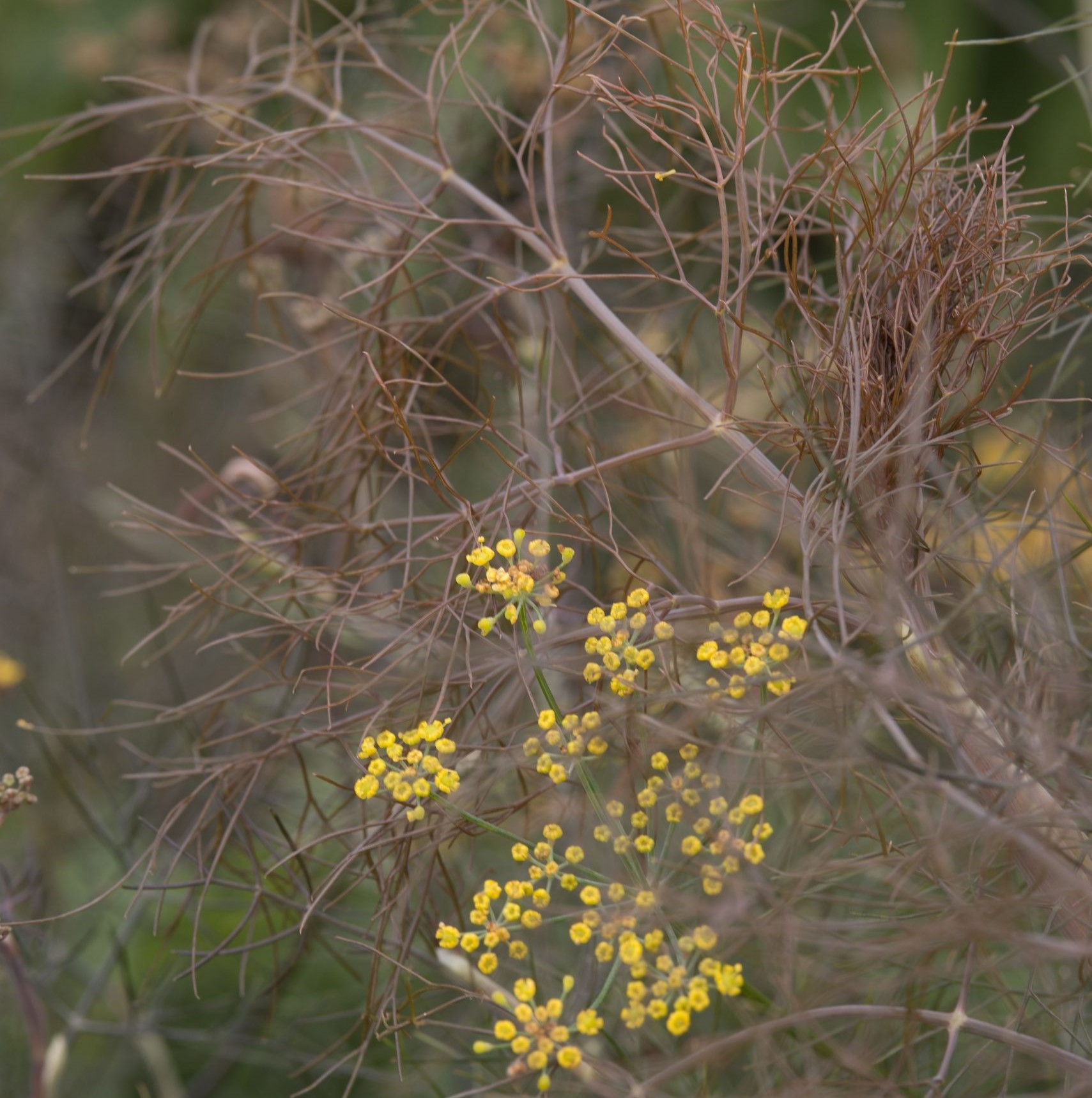 S04180-foeniculum vulgare Smokey